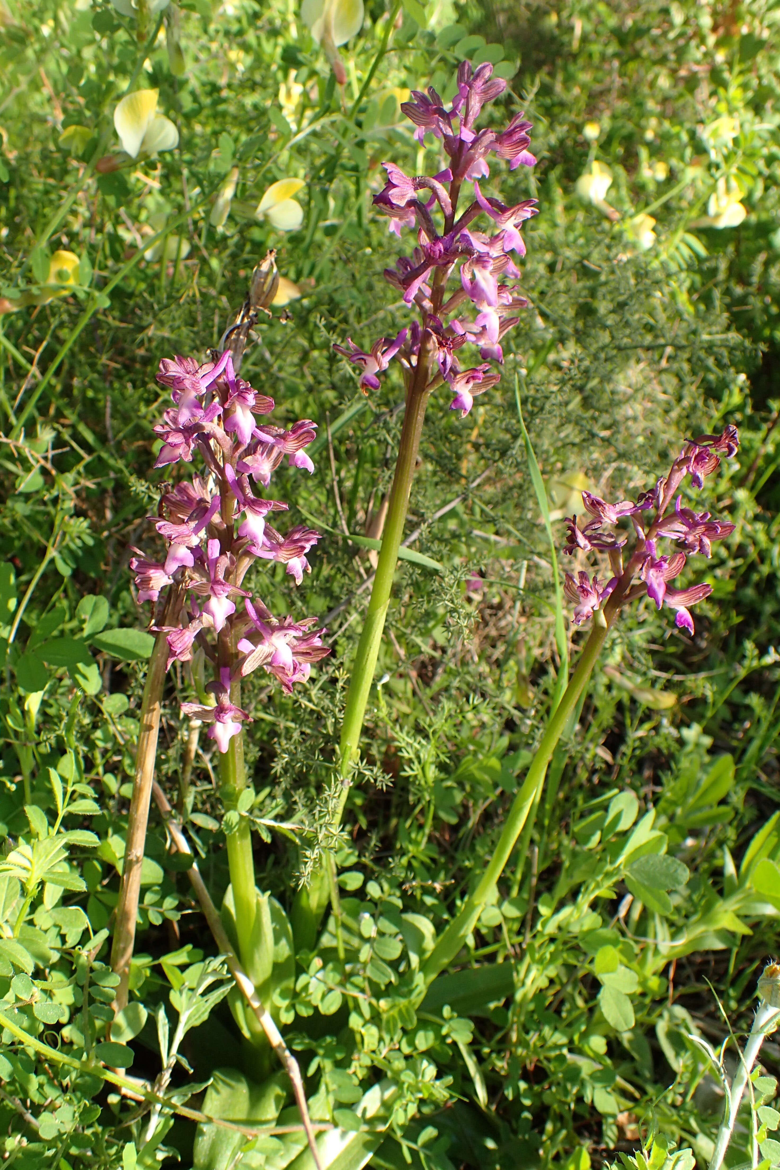 Image of Anacamptis morio subsp. syriaca (E. G. Camus) H. Kretzschmar, Eccarius & H. Dietr.