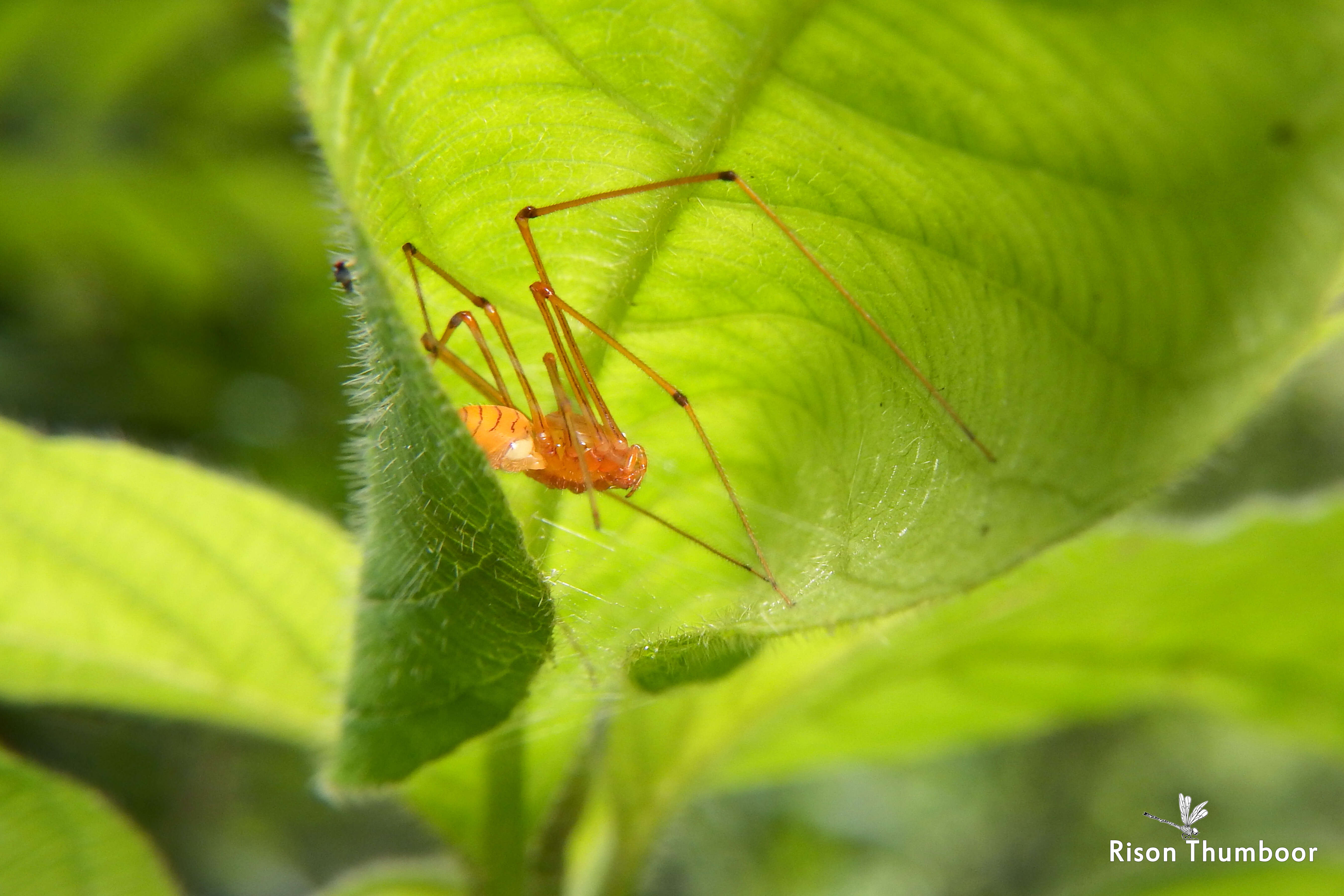 Image of Scytodes