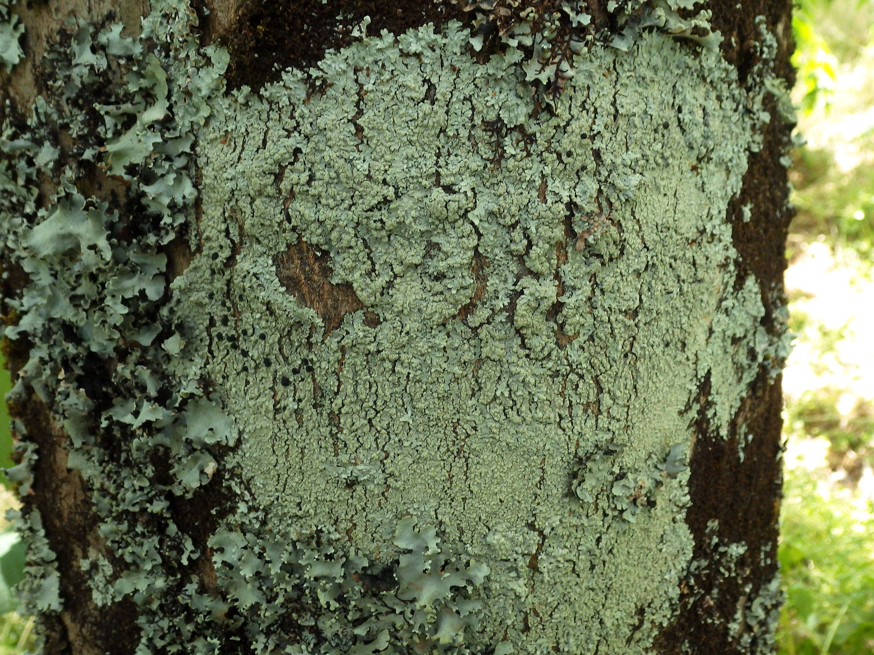 Image of pyxine lichen