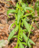 Plancia ëd Antirrhinum majus L.