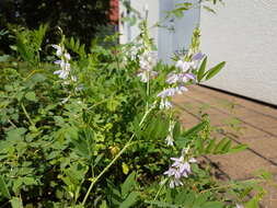 Image of Goat's rue