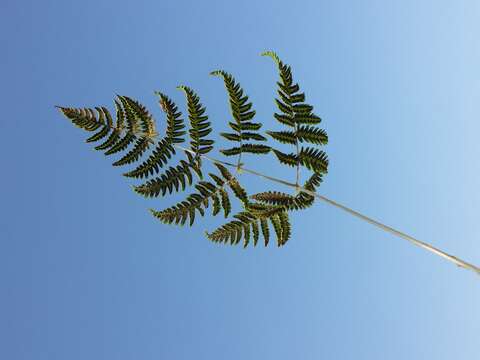 Image of scented oakfern