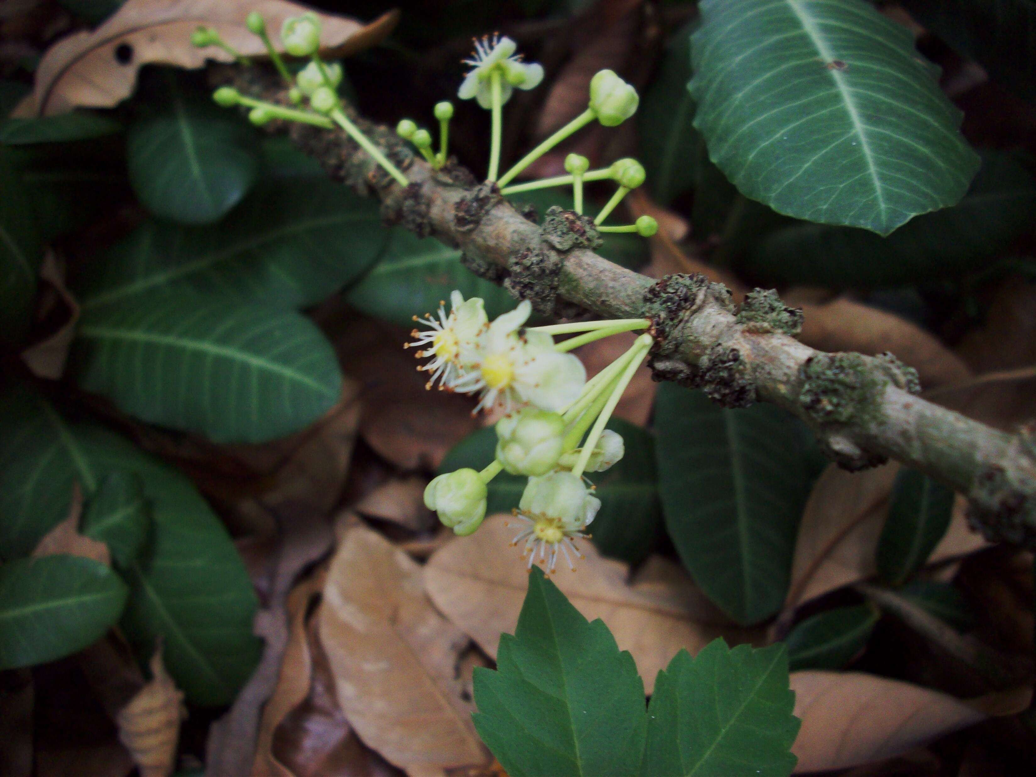 Image of African Mangosteen