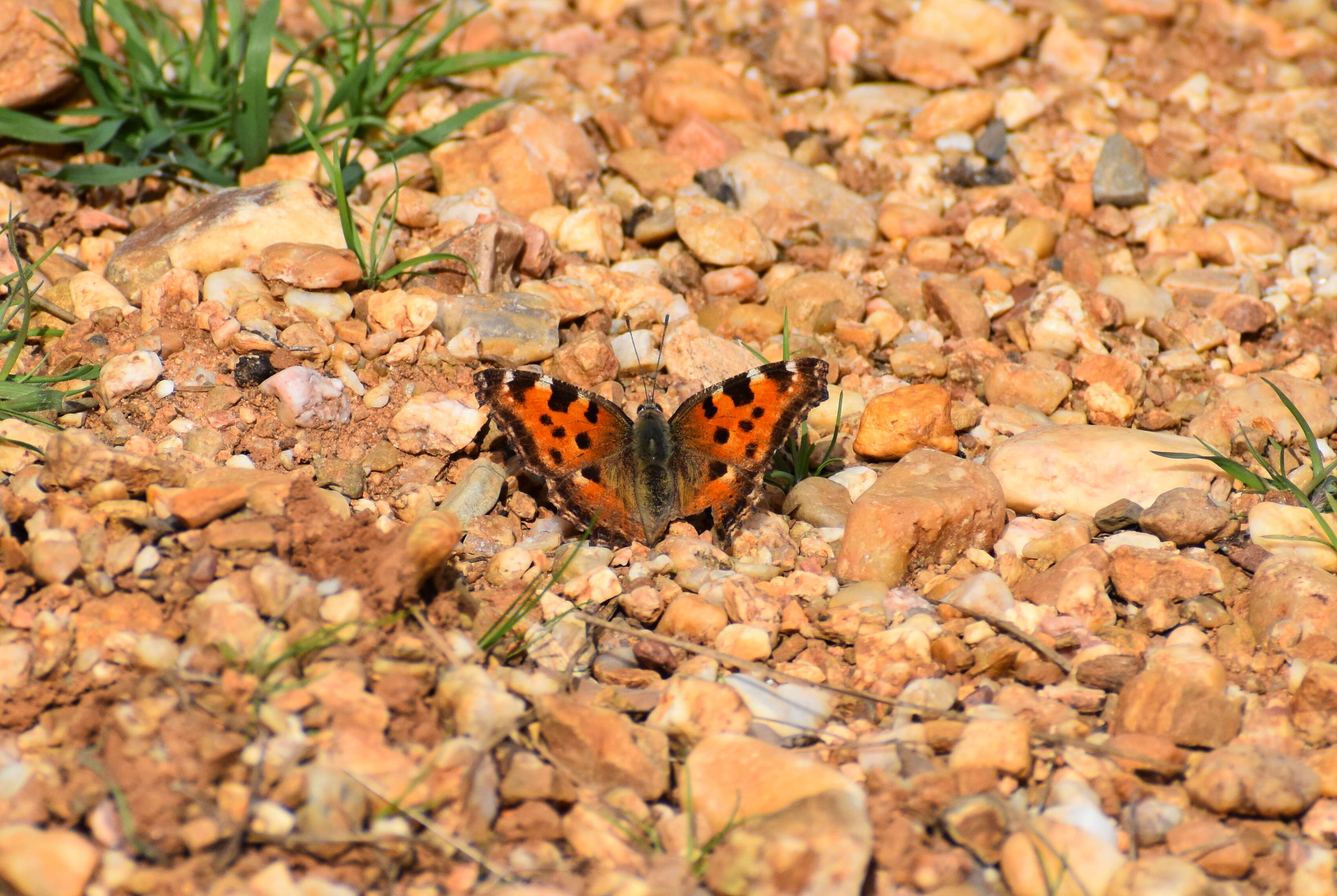 Nymphalis polychloros Linnaeus 1758 resmi