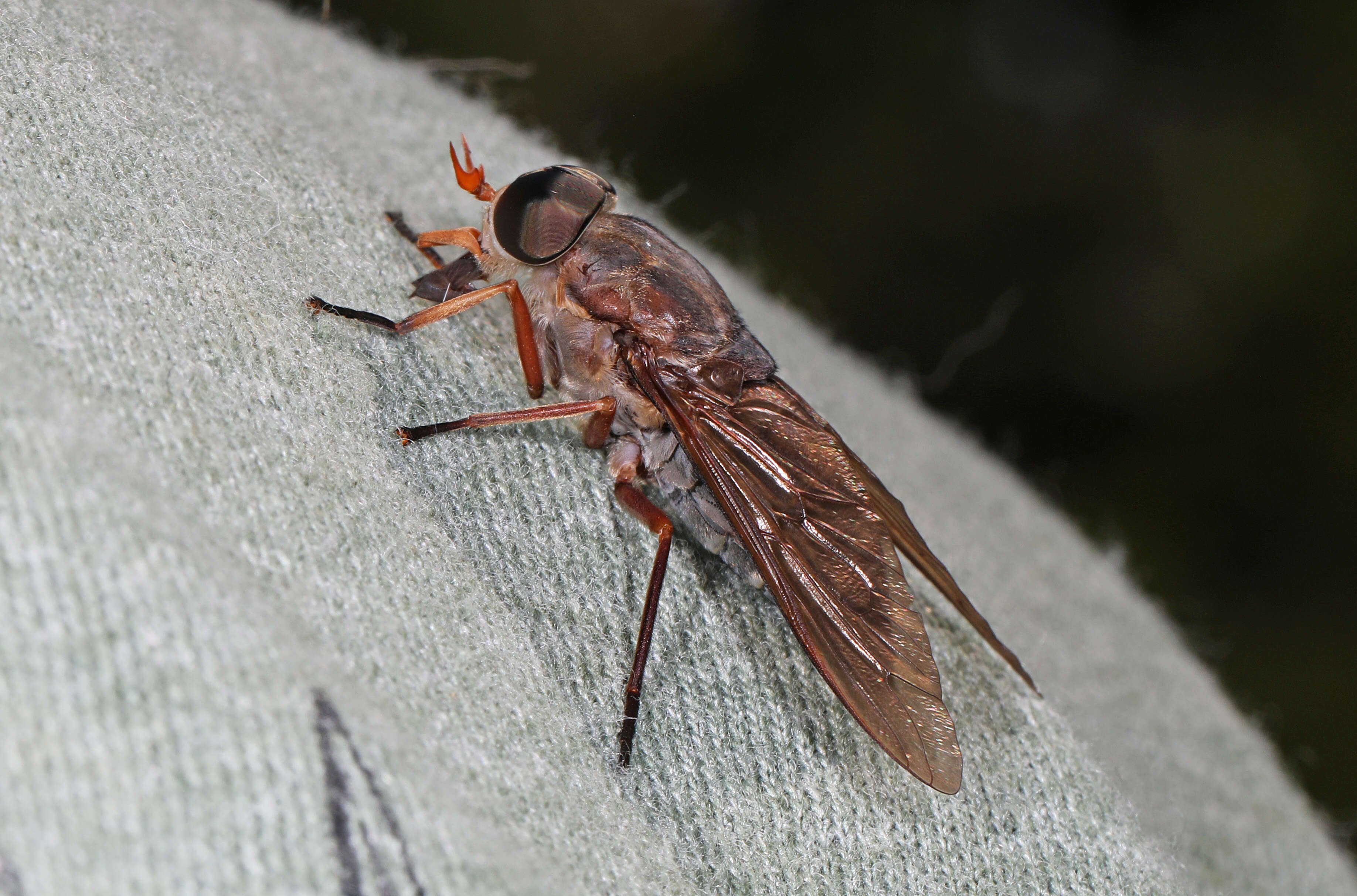 Image of Tabanus calens Linnaeus 1758