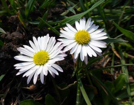 Image of Daisy