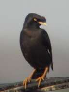 Image of Crested Myna