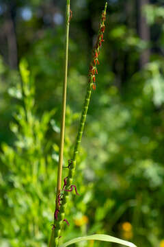 Image of eastern gamagrass