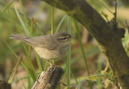 Image de Pouillot brun