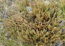 Image of Leucopogon fraseri A. Cunn. ex DC.