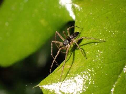 Image of Philodromus dispar Walckenaer 1826