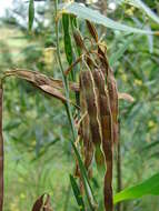 Image of water wattle