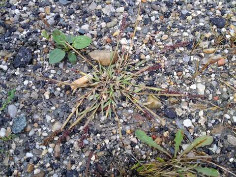 Image of stalked bur grass