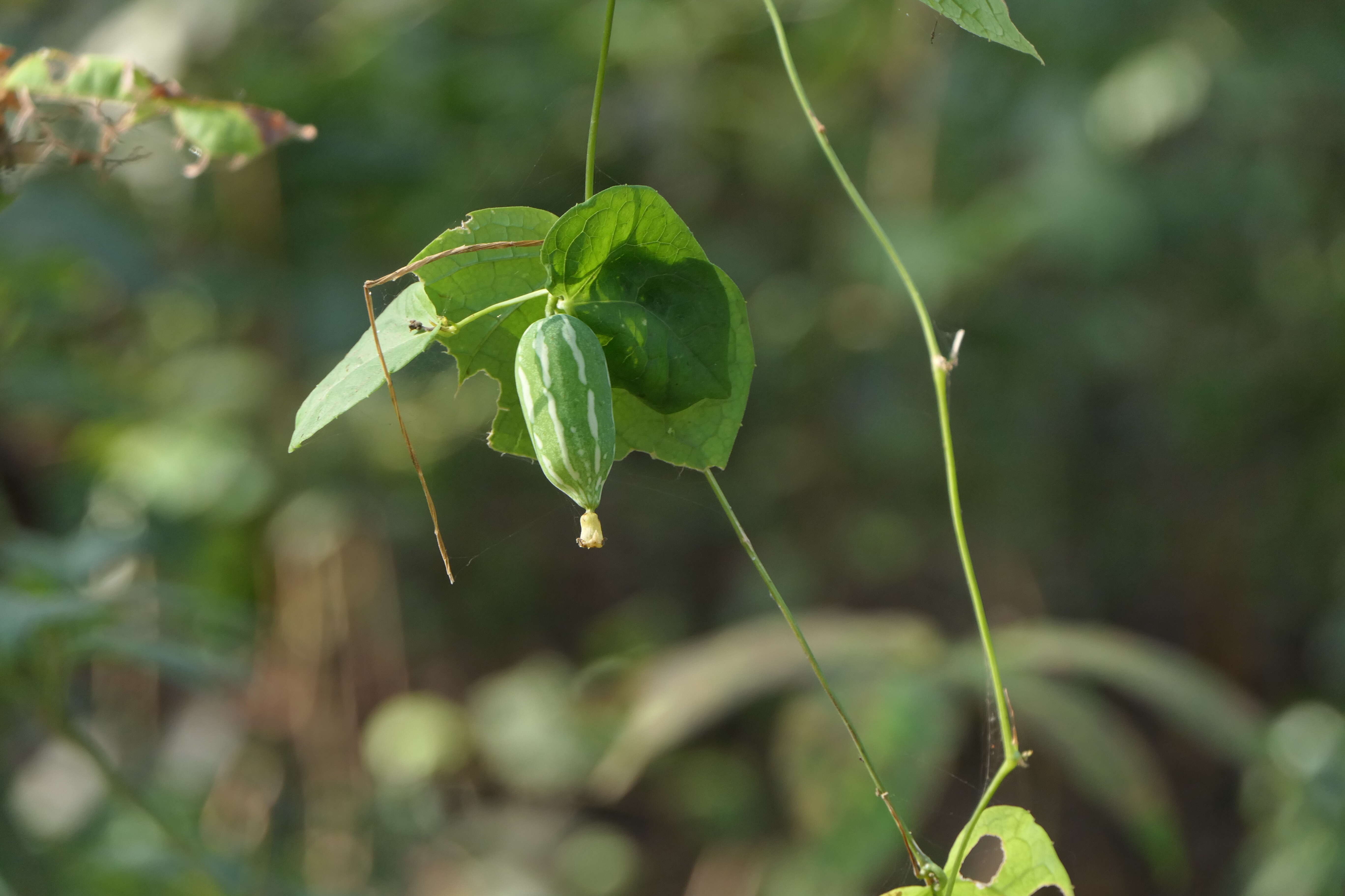 Image of ivy gourd