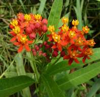 Image de Asclepias curassavica L.