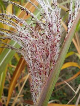 Imagem de Miscanthus sinensis Andersson