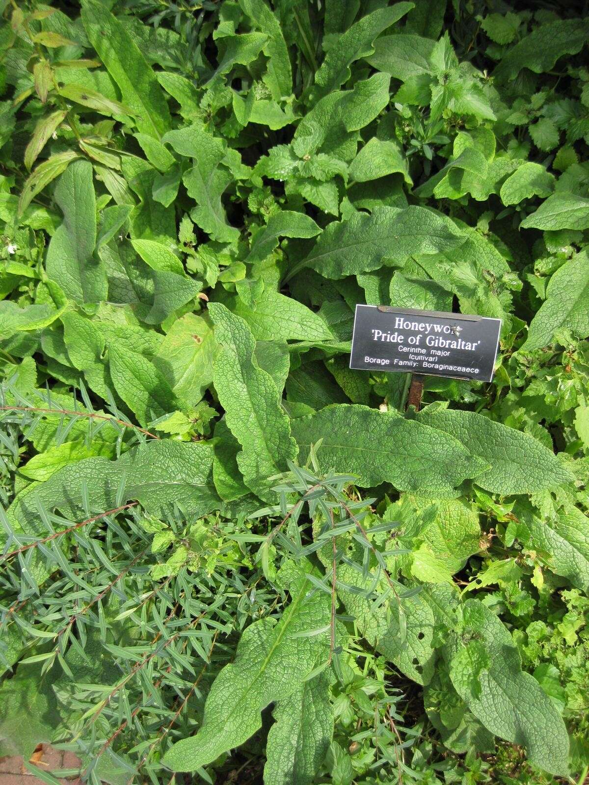 Cerinthe major L. resmi