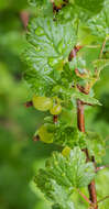 Image of European gooseberry