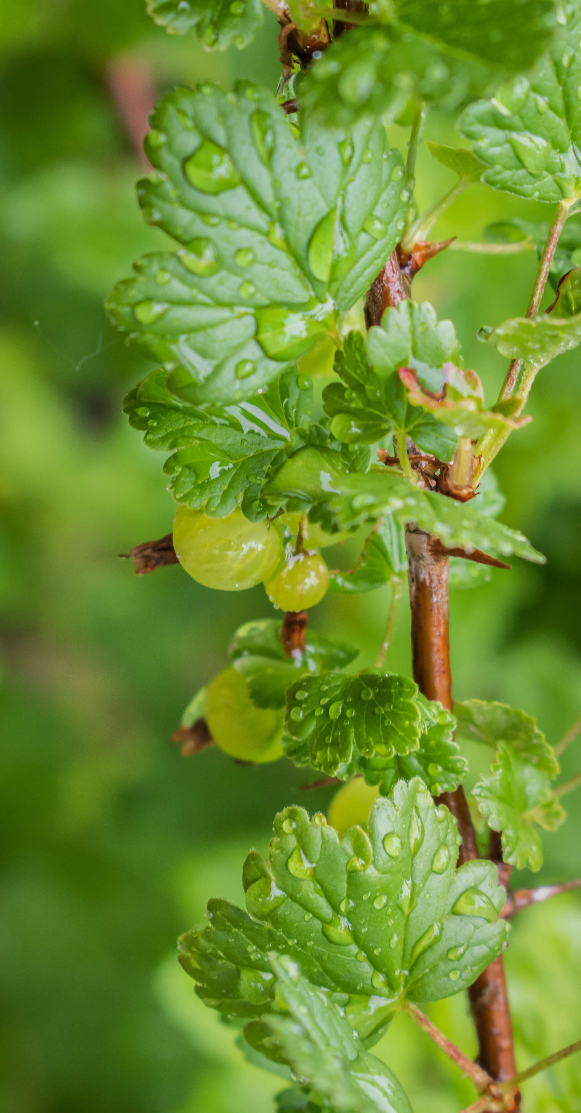 Image of European gooseberry