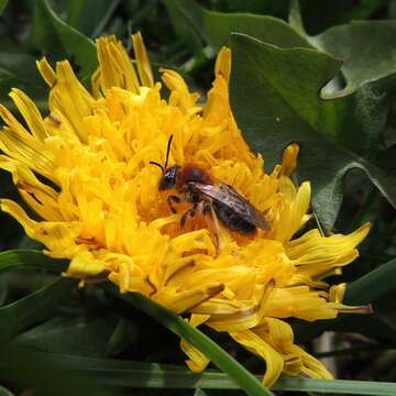 Image of early mining bee