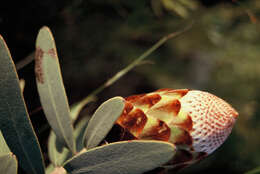 Image of Protea inopina J. P. Rourke