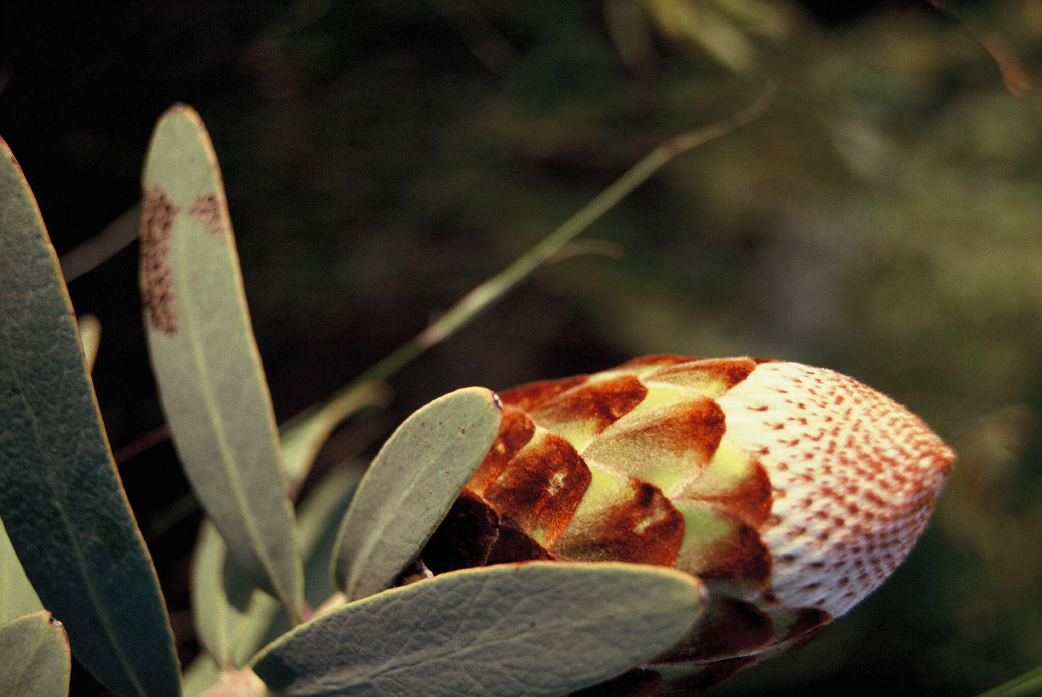 Image of Protea inopina J. P. Rourke