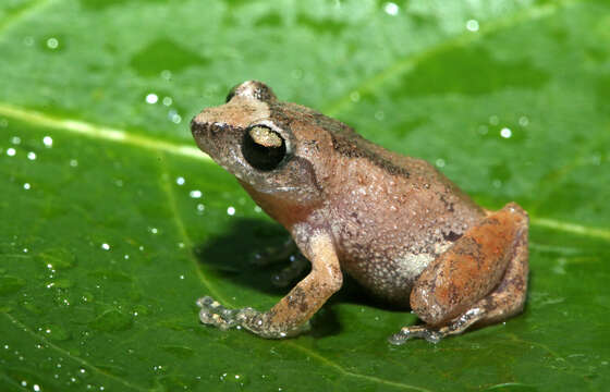 Image of Coonoor Bush Frog