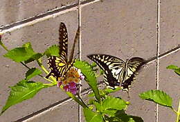 Image of Asian swallowtail
