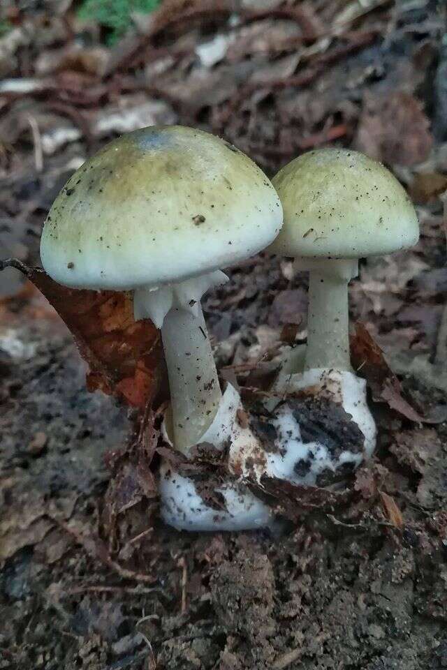 Image of Death cap