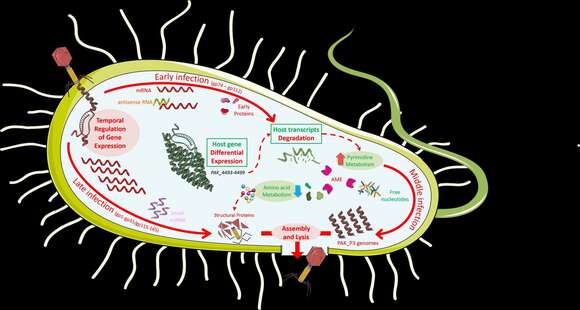 Image of phages with contractile tails