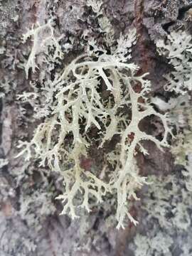 Image of ring lichen