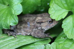 Image of Common Toad