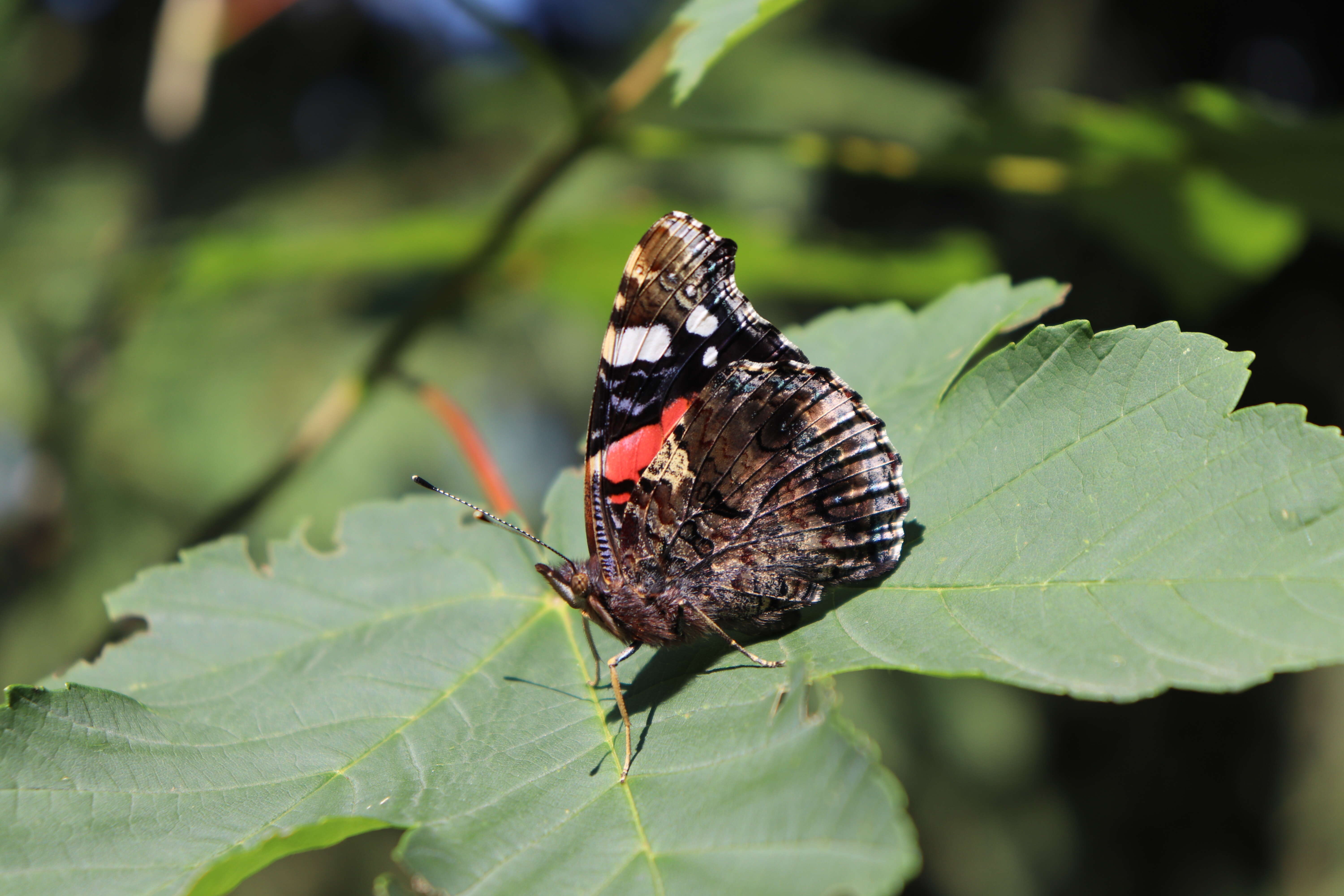 Image of Red Admiral