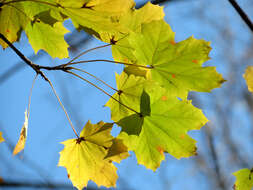 Image of Norway Maple