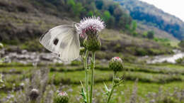 Image of Pieris canidia (Sparrman 1768)