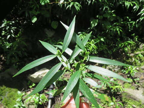 Image of Sarcococca saligna (D. Don) Müll. Arg.