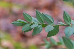 Imagem de Ruscus aculeatus L.