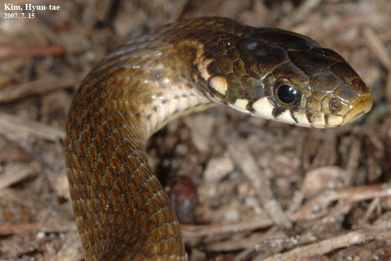 Image of Japanese Keelback