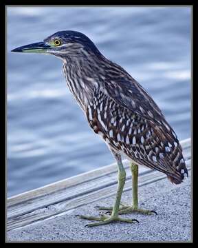 Image of Nankeen Night Heron