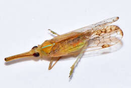 Image of dictyopharid planthoppers