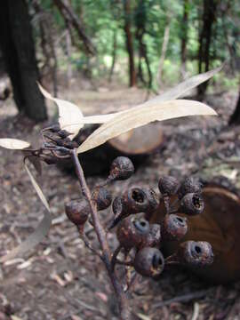 Imagem de Eucalyptus sideroxylon A. Cunn. ex Woolls