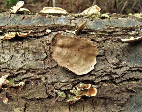 Image of False turkeytail