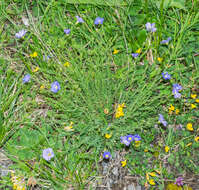 Imagem de Linum alpinum Jacq.