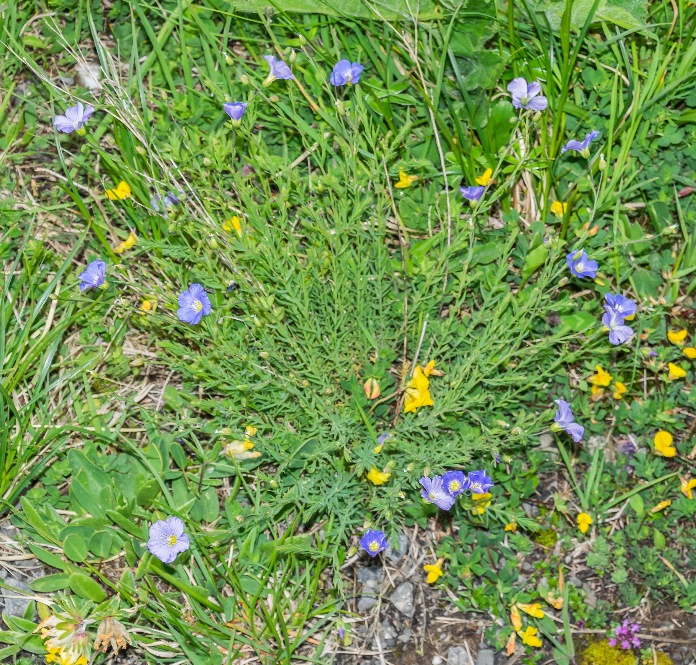 Imagem de Linum alpinum Jacq.