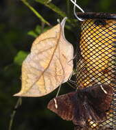 Image of Sahyadri blue oakleaf