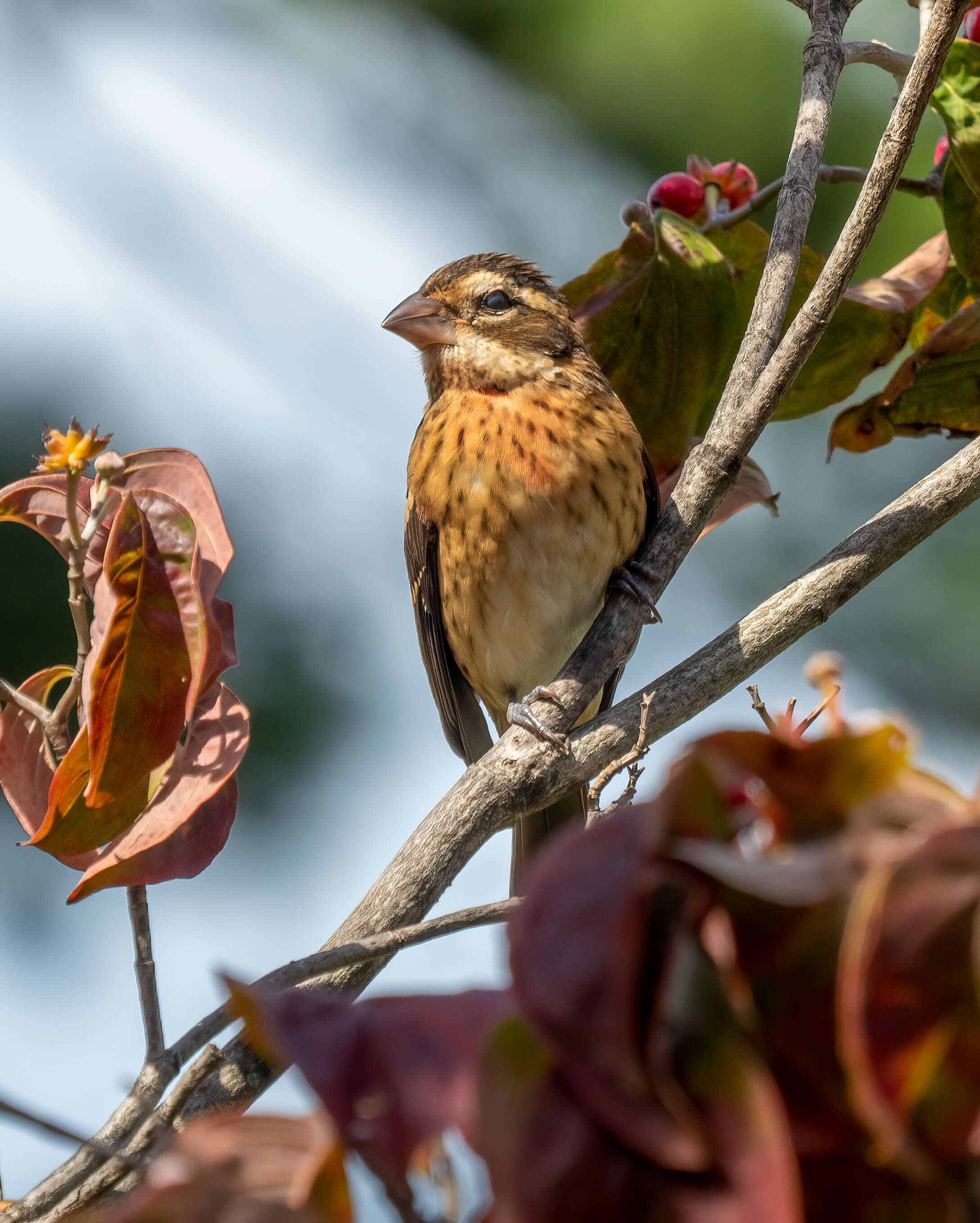 Image of Rose-breasted Grosbeak