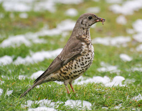 Image of Mistle Thrush