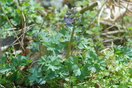 Plancia ëd Corydalis solida (L.) Clairv.