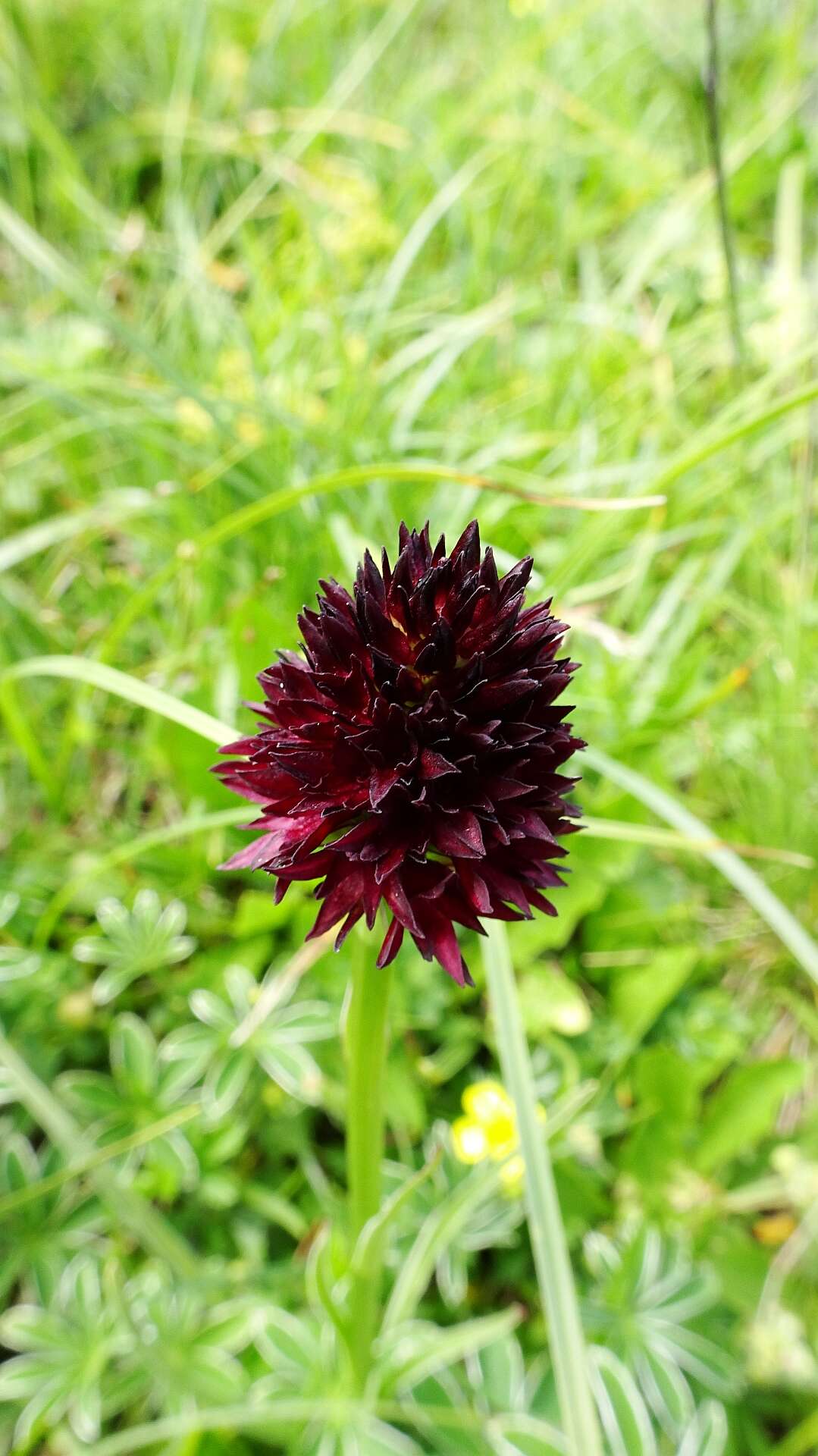 Image of Gymnadenia rhellicani (Teppner & E. Klein) Teppner & E. Klein