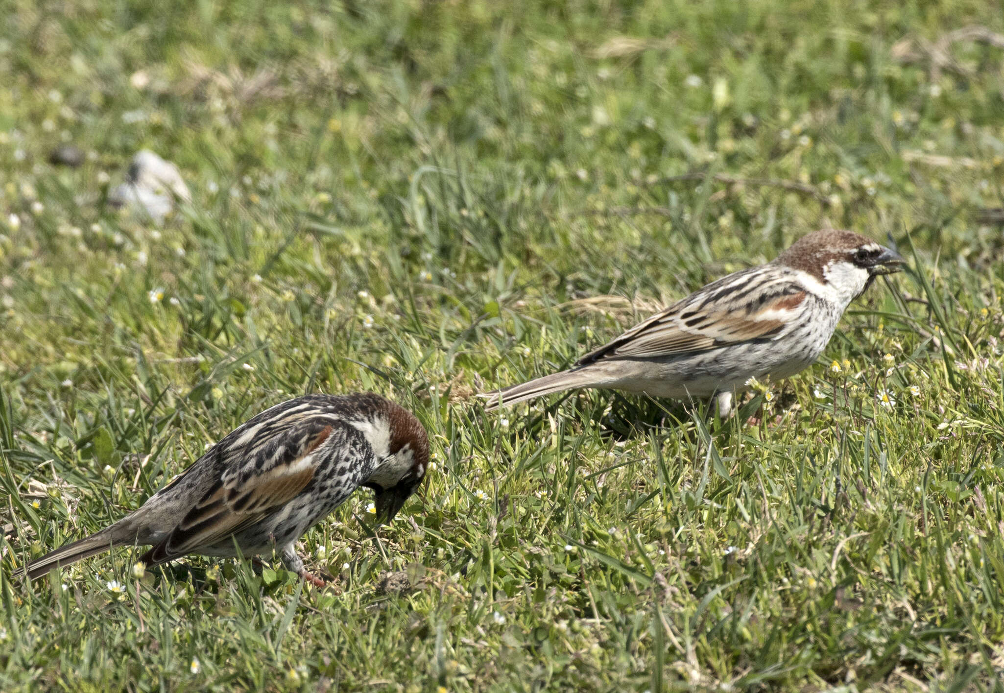 Image of Spanish Sparrow